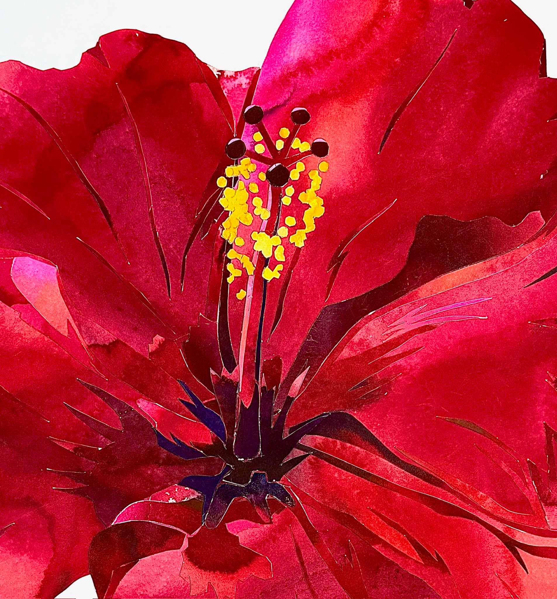 Hibiscus