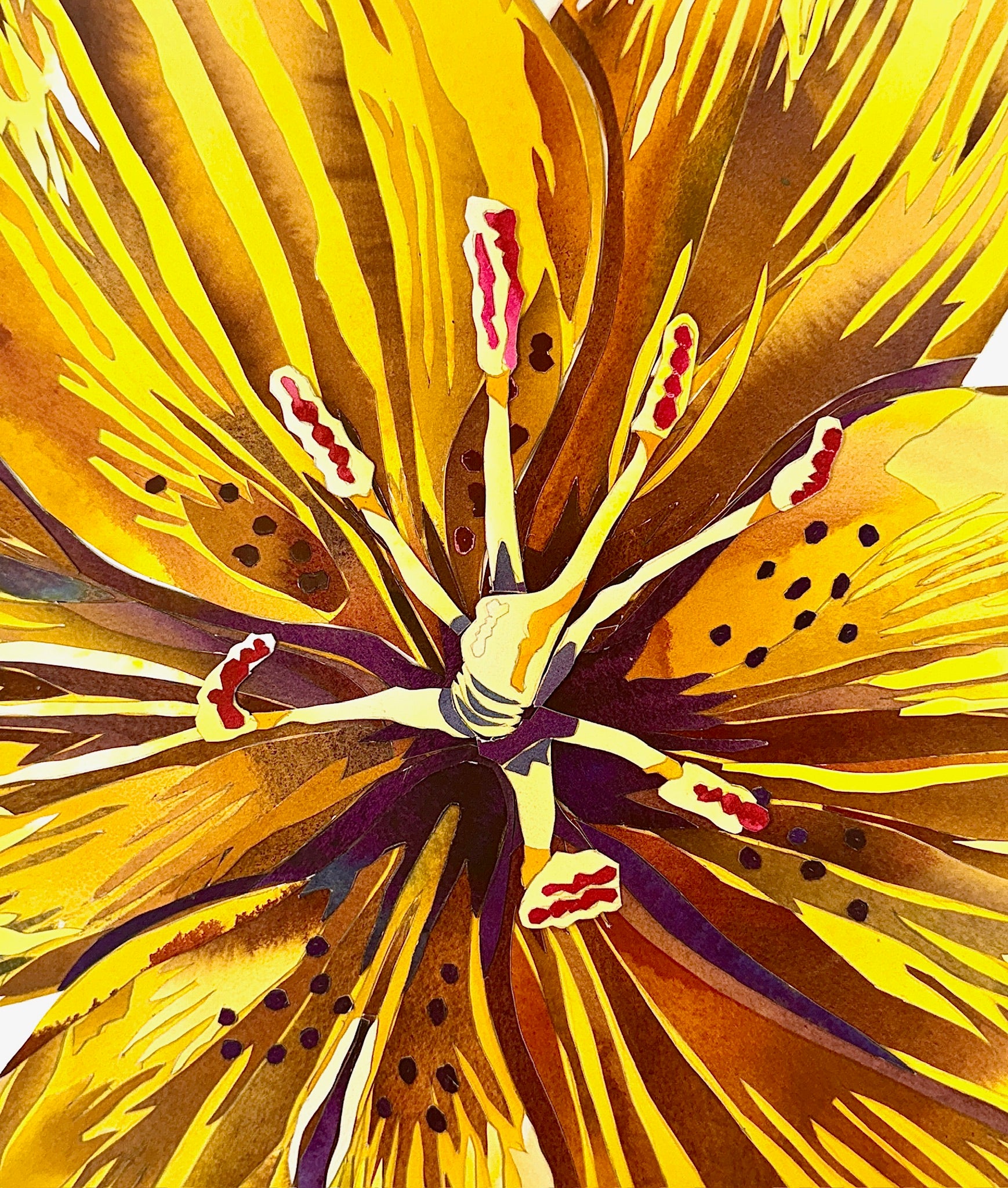 Siberian Lily